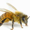 Miami Bee Removal