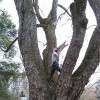 Mib Tree Service