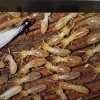 Michigan Termite Service