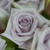 Milano Florist