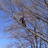 Milton's Tree Care