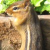 Mole Mountie