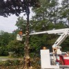 Molina's Tree Service