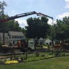 Montgomery Tree & Stump Removal