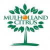 Mulholland Citrus
