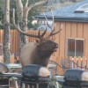 Murphy's Resort At Estes Park