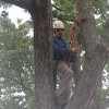 County Tree & Land Services