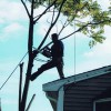 Nardone Tree Service