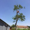New Heights Tree Service