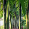New Shoots Landscaping