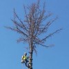 No Limits Tree Service