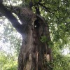 Northeast Shade Tree