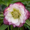 Northwest Garden Nursery