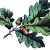 Oakleaf Treeworks
