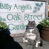 Oak Street Garden Shop