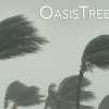 Oasis Tree Care