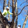 Ofilio Tree Service