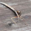 Ojai Termite & Pest Control