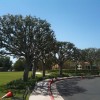 Orange County Tree SVC