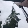 Parsons & Son Tree Service