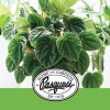 Pasquesi Home & Gardens