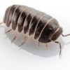 Top Pest Control Of Tracy