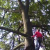 Brandon Lord Tree Service