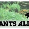 Plants Alive