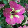 Plants By Wolfangel