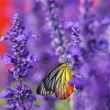 Plants Of Distinction