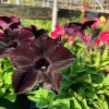 Plant Tech