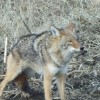 Prairie State Wildlife