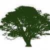 Princeton Tree Service