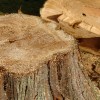 Professional Tree Service