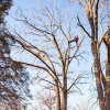 Progressive Tree Service