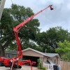 Proper Cut Tree Care