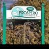 Prospero Nursery