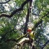 Ramos Tree Services Austin