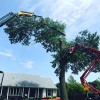 Raney Tree Care