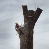 Reinholt Tree Care