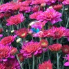 River Valley Horticulture Products