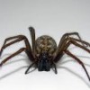 Rock River Pest Control