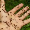 Salvo's Pest & Termite Control
