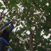 Sanchez Tree Service