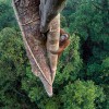 Gunung Palung Orangutan
