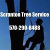 Scranton Tree Service