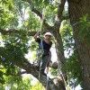 Scruggs Tree Service