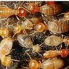 Sea Termite & Pest Control