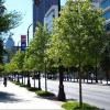 Select Trees