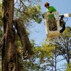 Semans Tree Svc